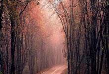 里弗斯社区对所谓的连环杀人和器官摘取的担忧